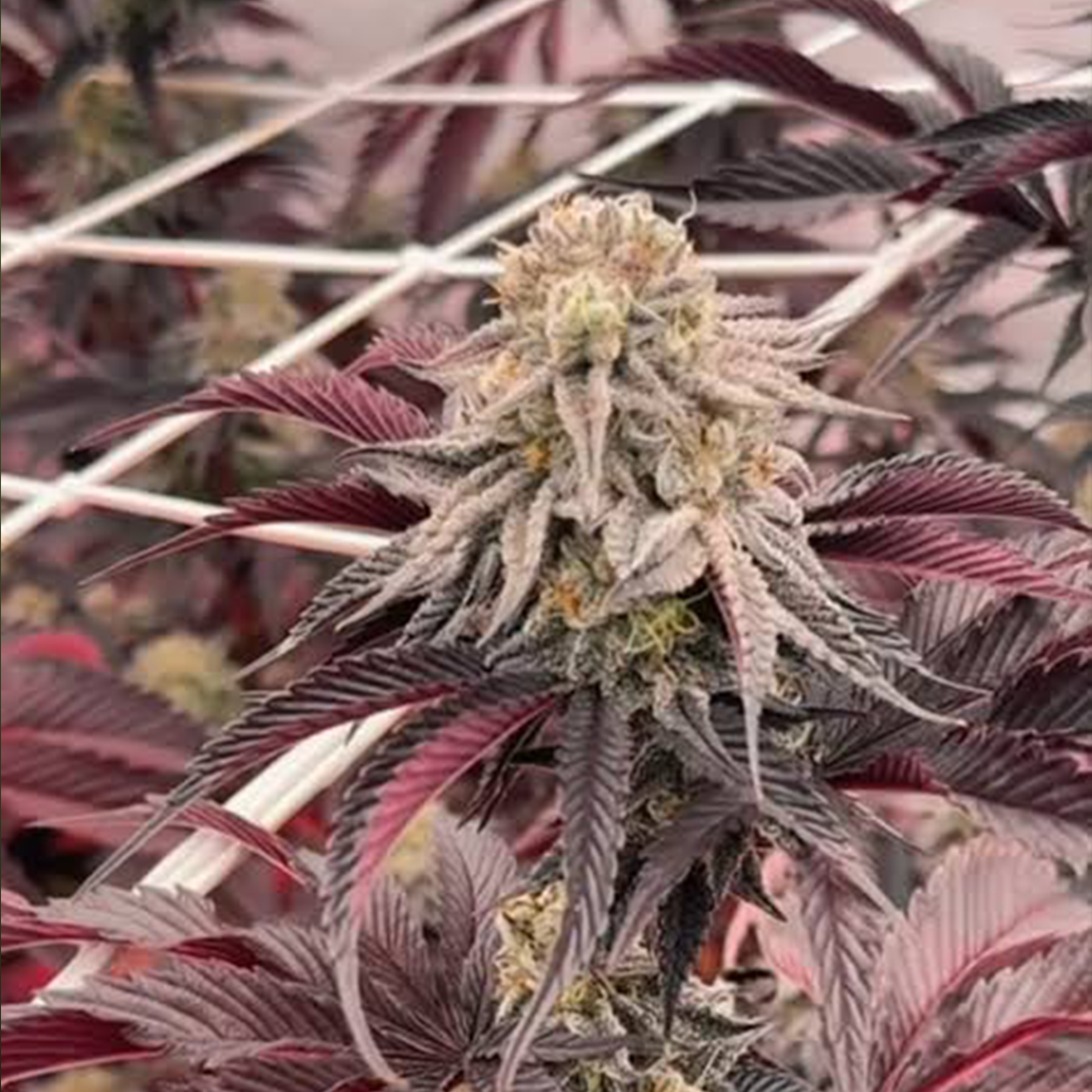 Langsame Cannabis Stecklinge kaufen mit langer Blütezeit