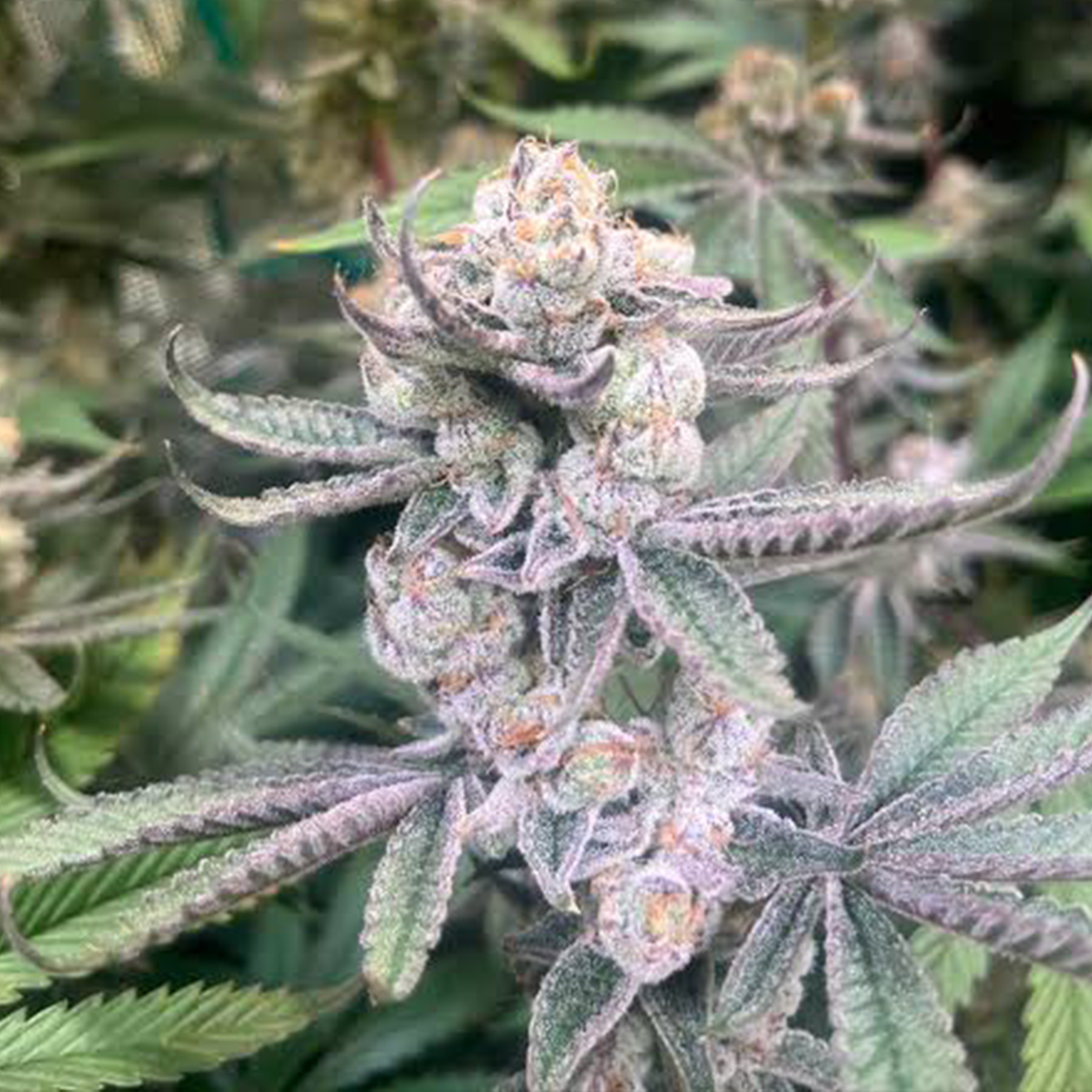 Cannabis Stecklinge THC kaufen mit starkem genetischem Potenzial