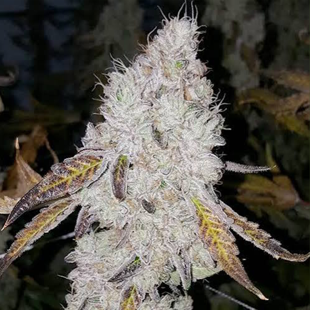 Süße Cannabis Stecklinge mit Candy- und Dessertprofil kaufen