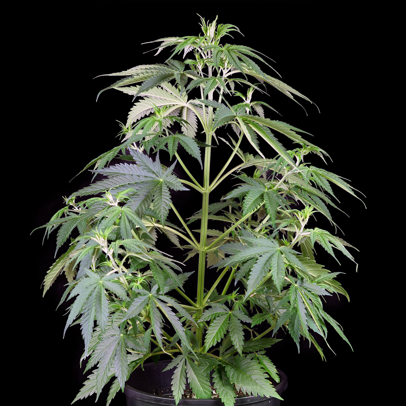 Schnelle Cannabis Stecklinge kaufen mit kurzer Blütezeit