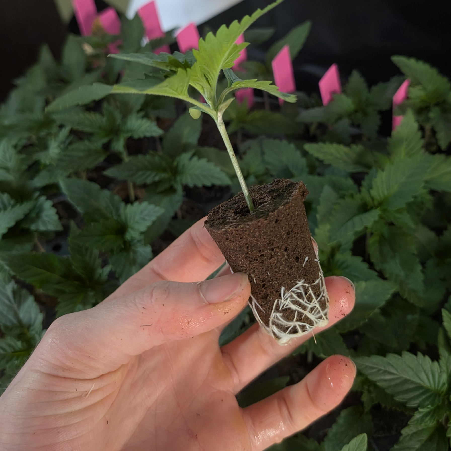 Hanfsämlinge kaufen, Hanfpflanzen kaufen, Hanf Jungpflanzen, Cannabis Pflanzen kaufen, Hanfstecklinge, CBD Pflanzen, Hanf Pfl