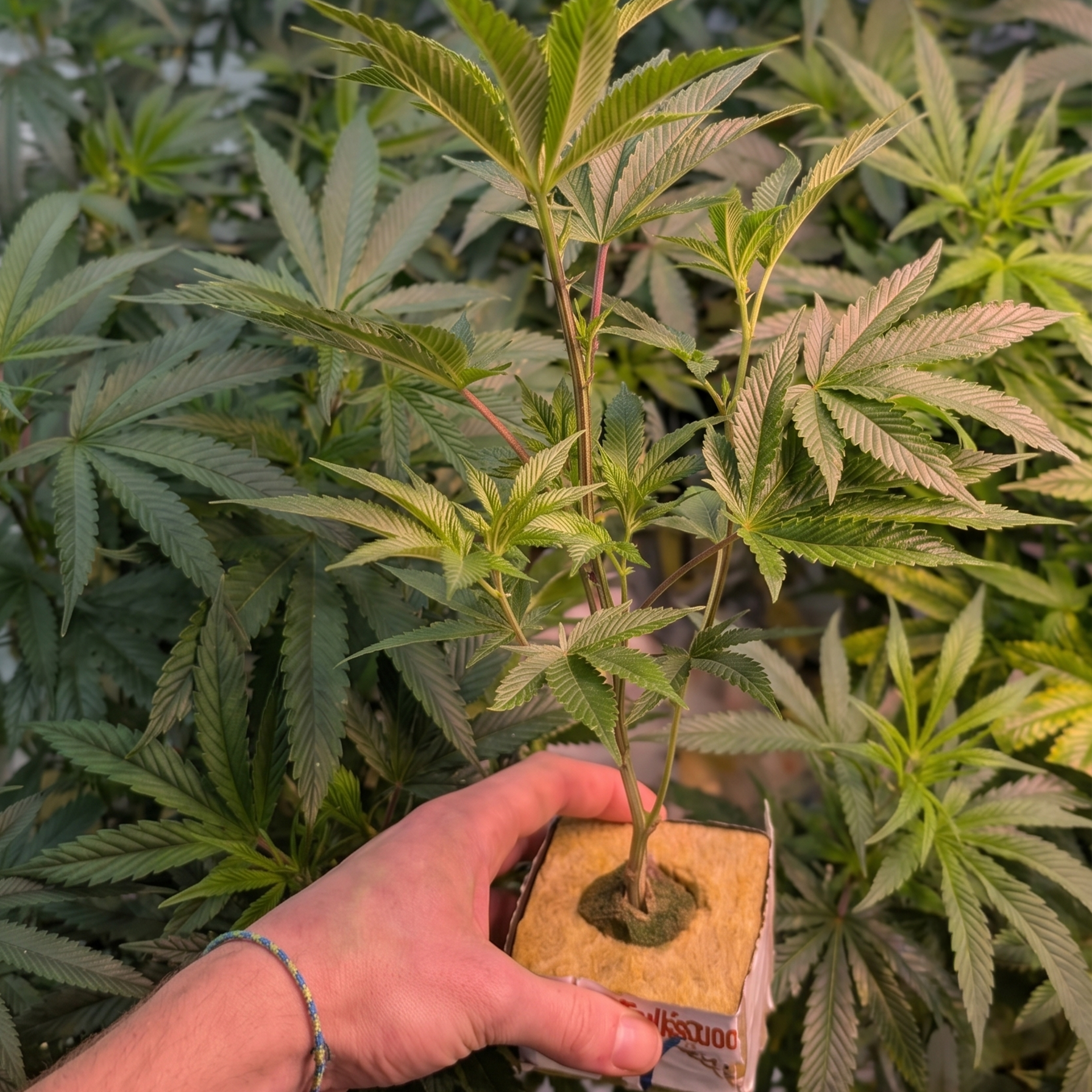 Cannabis Stecklinge im Steinwollwürfel kaufen, bewurzelte Hanfstecklinge im Würfel