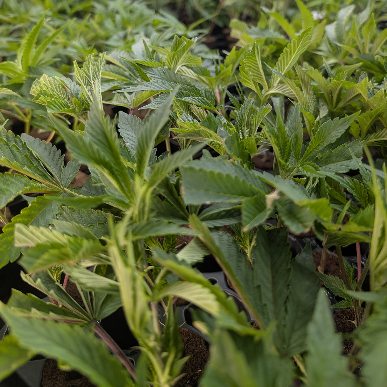 Frisch vorbereitete limitierte Cannabis-Stecklinge aus einem aktuellen Drop