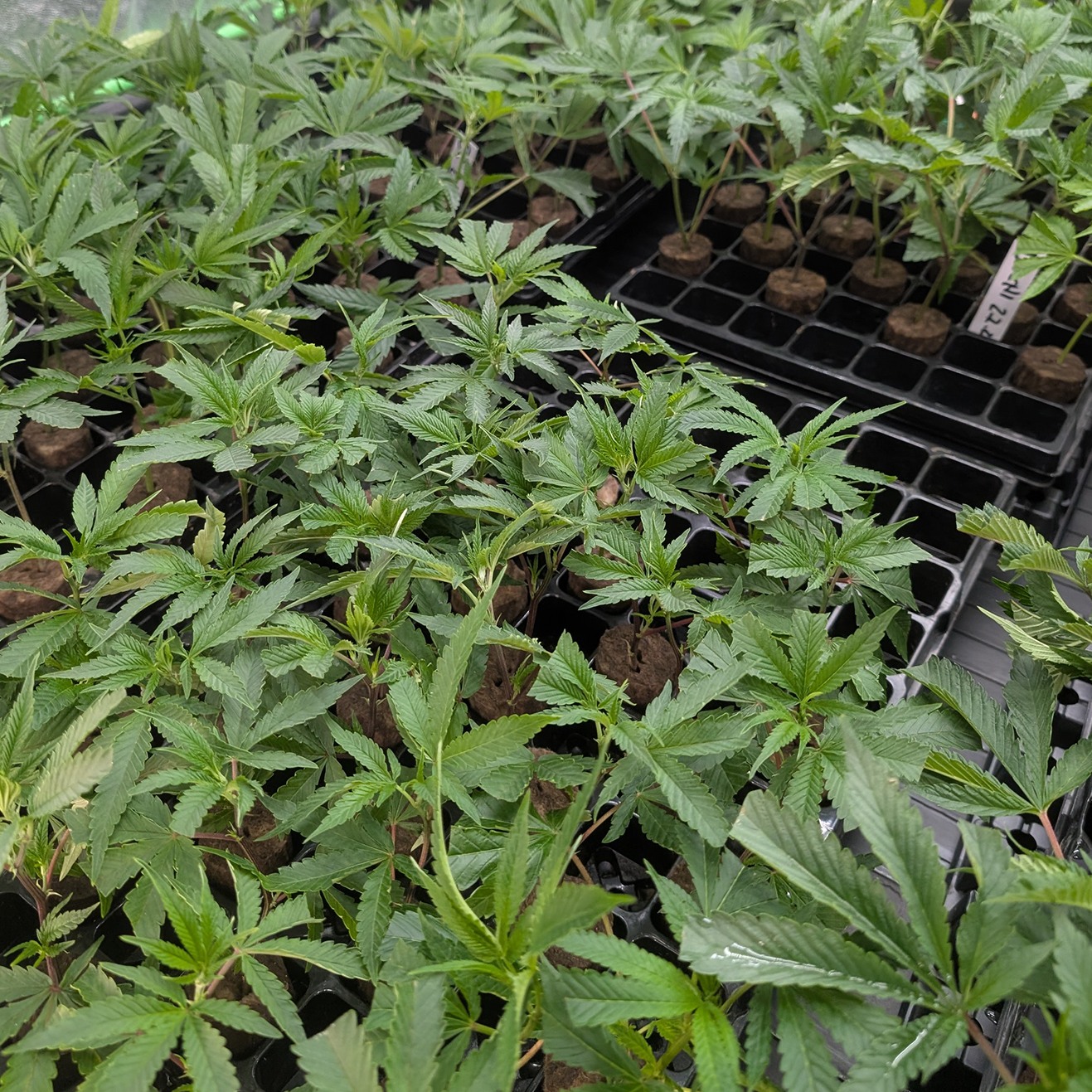 Ablauf eines limitierten Hanfstecklinge-Drops bei GrowRoom21