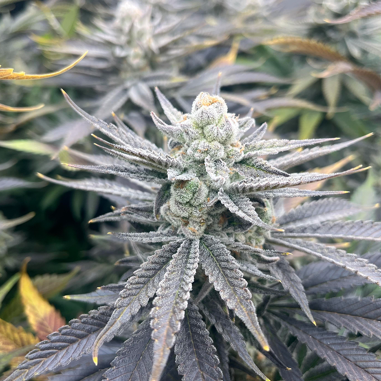 Bewurzelter Banana Runtz Kali Cannabis Steckling von Solfire Gardens