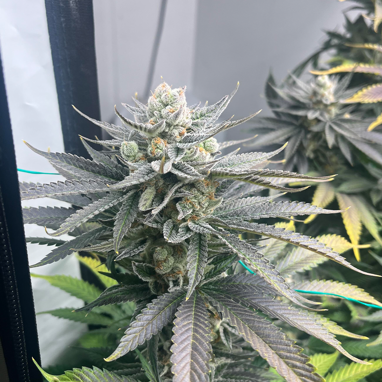 Banana Runtz Kali Cannabis Stecklinge – Black Runtz Cut von Solfire Gardens