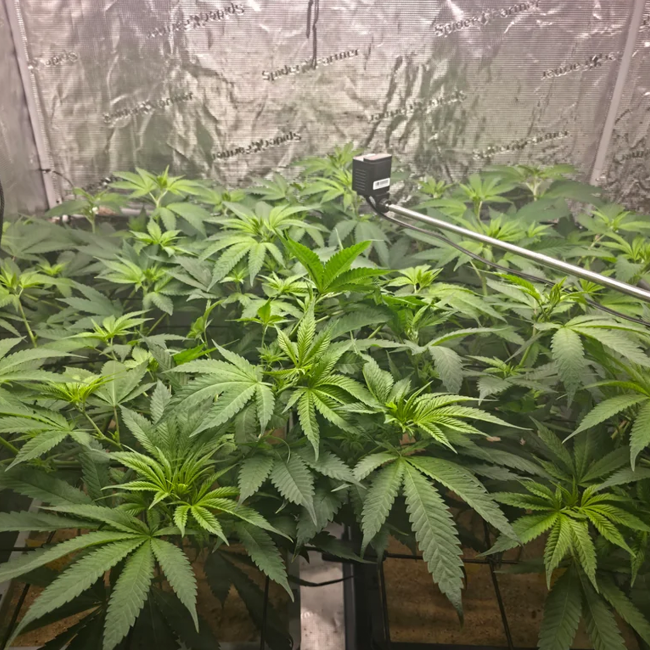 Banana Runtz Kali Cannabis Steckling – Black Runtz Cut von Solfire Gardens