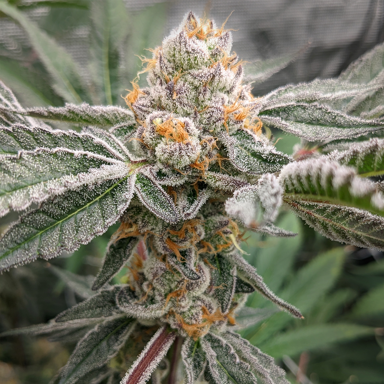 Cookies & Cream US Breeder Cut von Exotic Genetix als bewurzelter Steckling