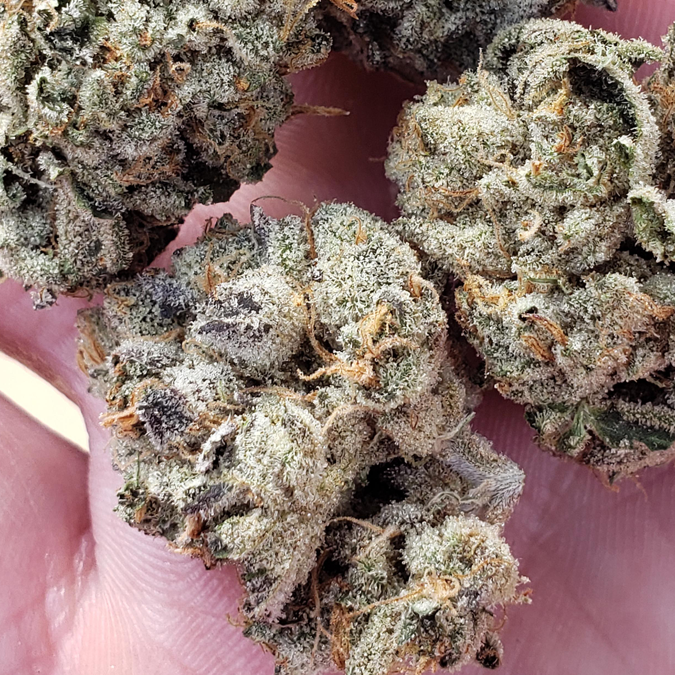 Bewurzelter Cookies & Cream US Breeder Cut von Exotic Genetix