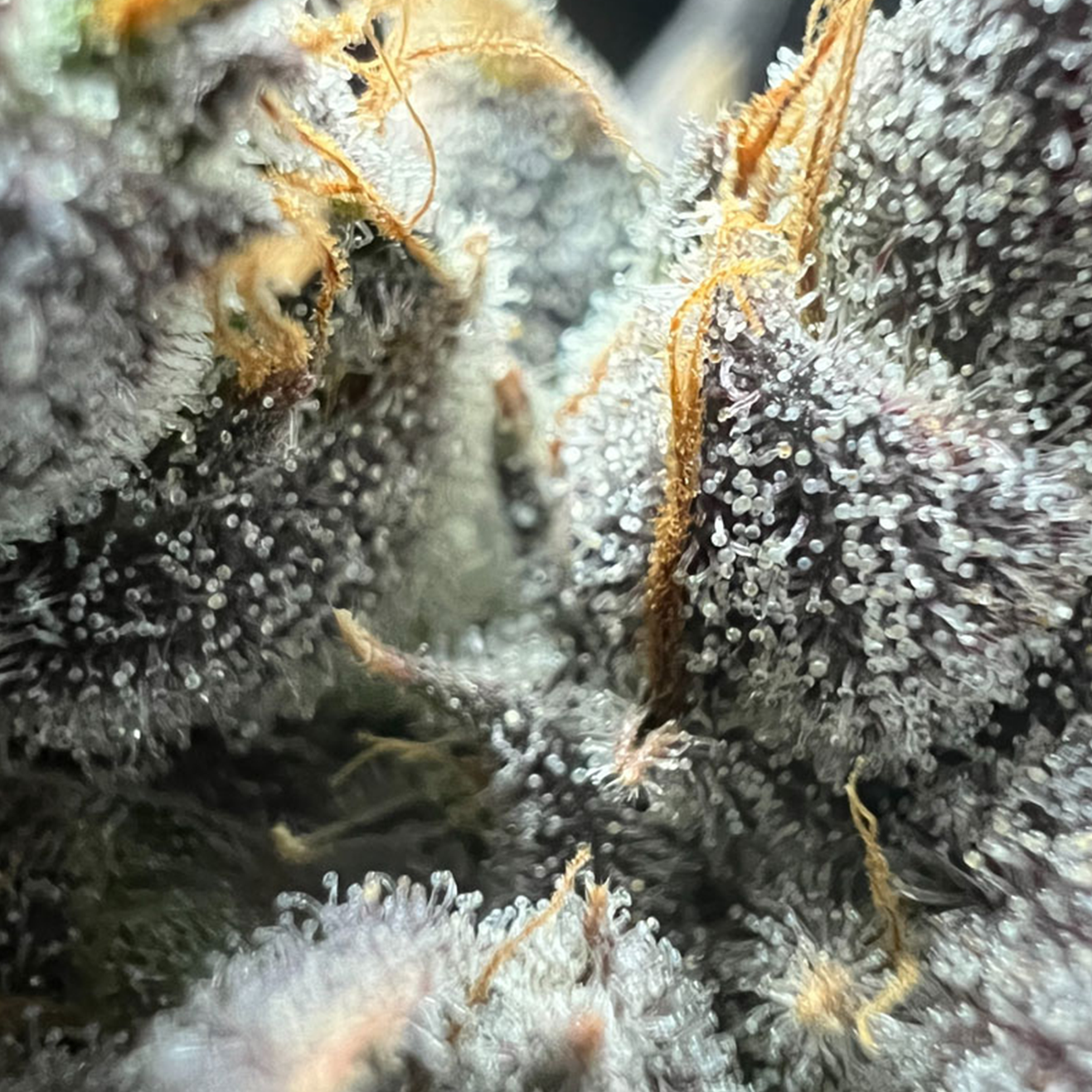 Cookies & Cream US Breeder Cut von Exotic Genetix