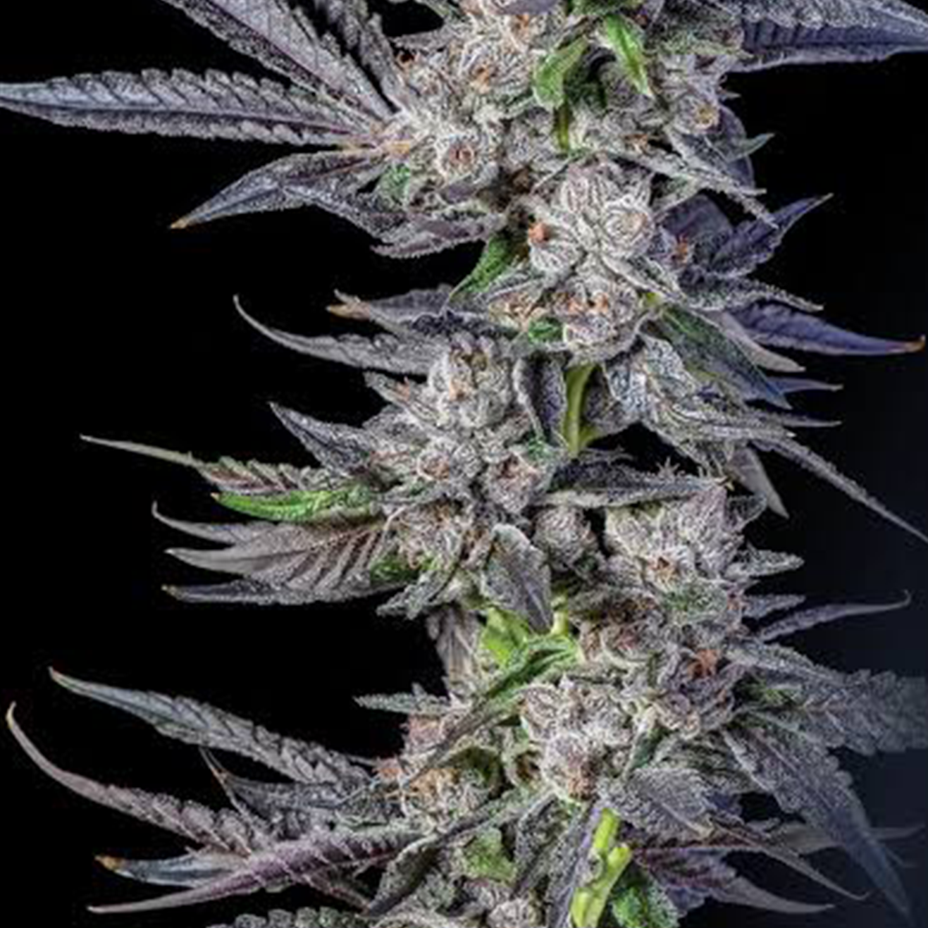 Bewurzelter Menthol Runtz US-Cali Hanfsteckling von Compound Genetics