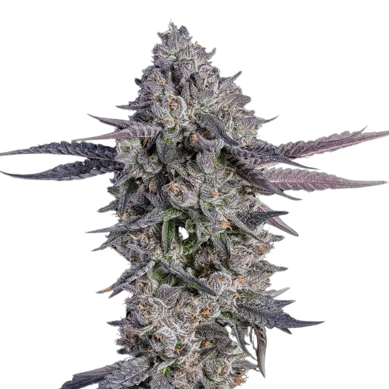 Menthol Runtz US-Cali Hanfsteckling von Compound Genetics als bewurzelter Cut