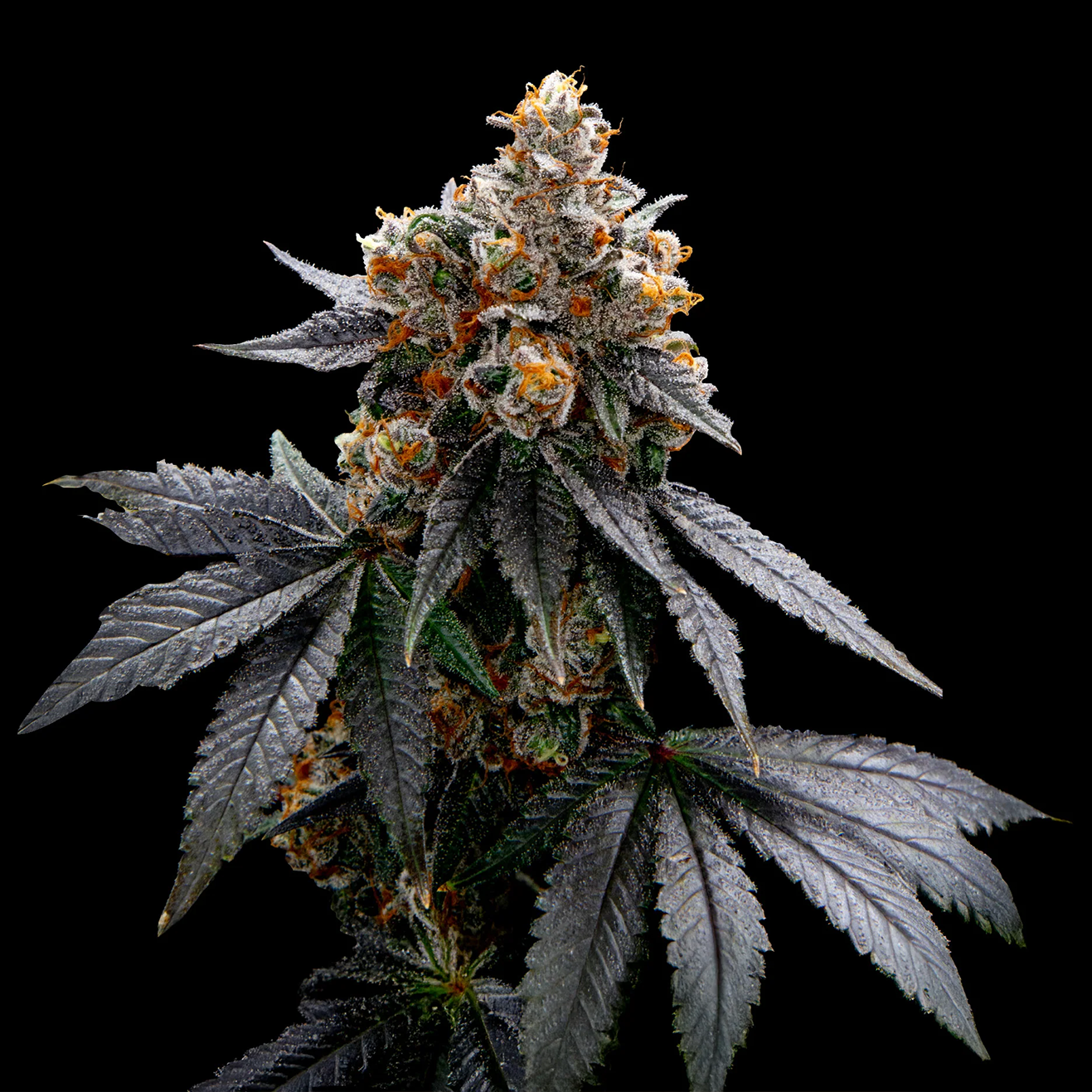 Menthol Runtz US-Cali Hanfsteckling von Compound Genetics