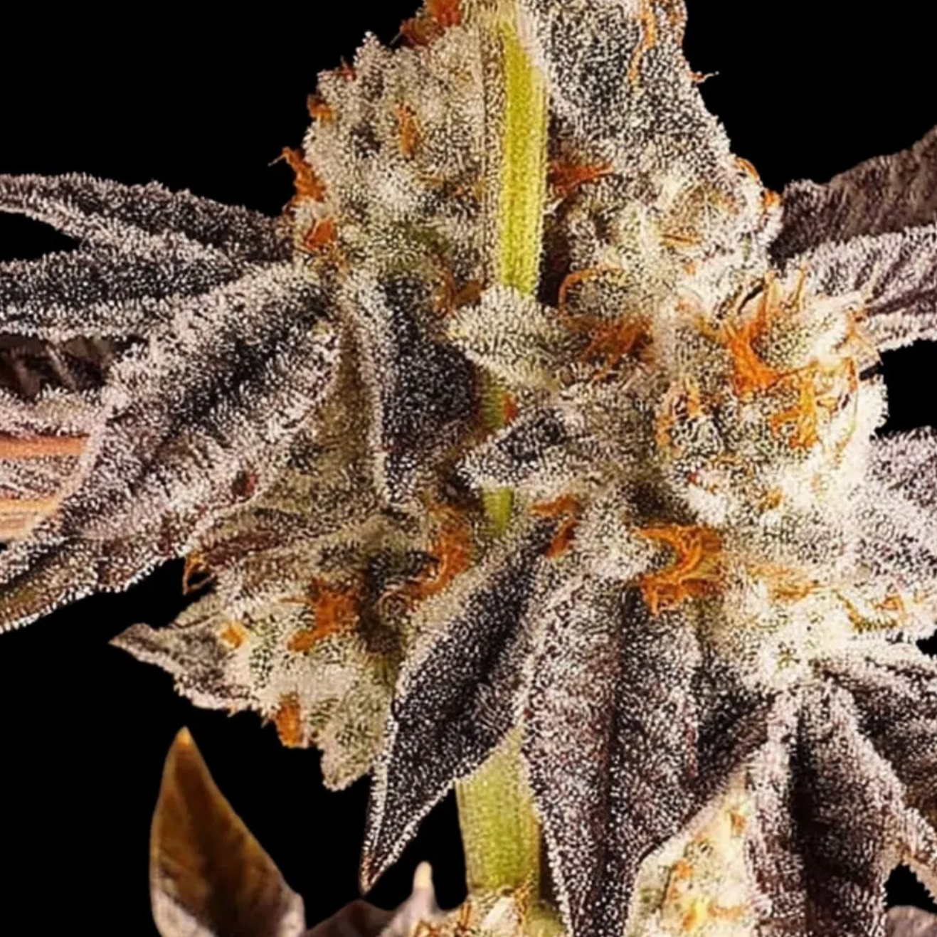 La Bomba Hanfsteckling für Outdoor-Projekte von Compound Genetics