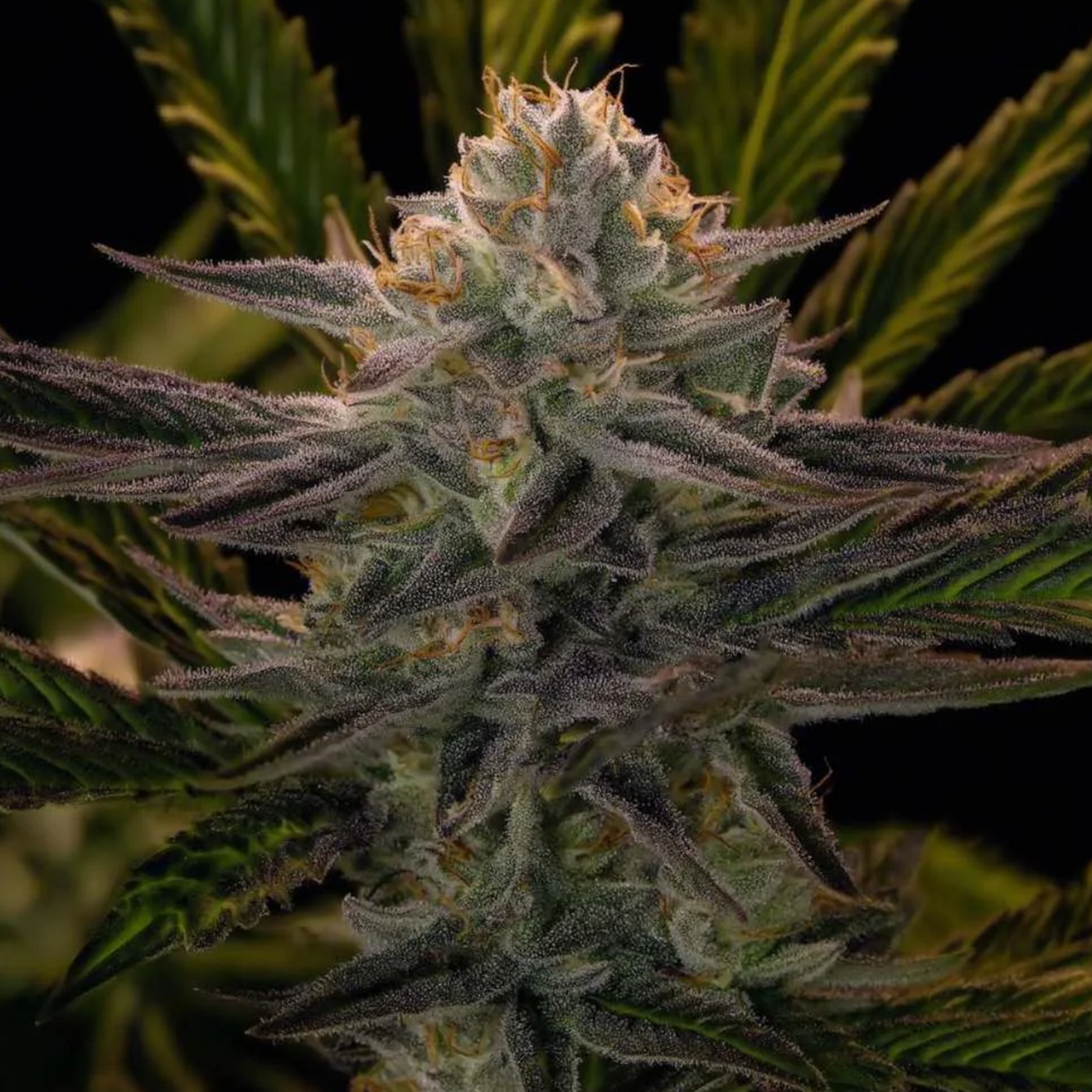 La Bomba Hanfsteckling für Outdoor-Projekte von Compound Genetics