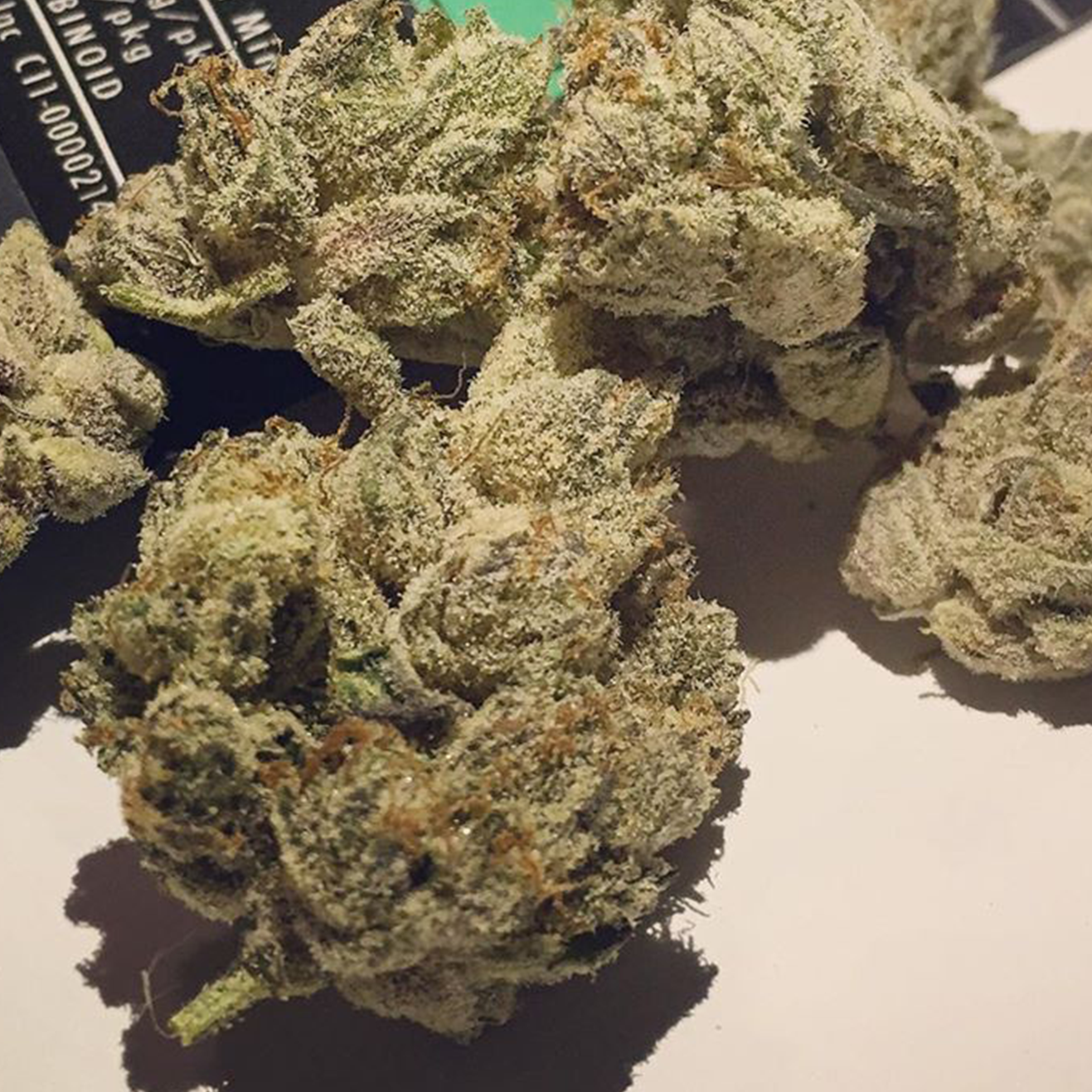 Jungle WIFI Cali Cannabis Steckling von Jungle Boys