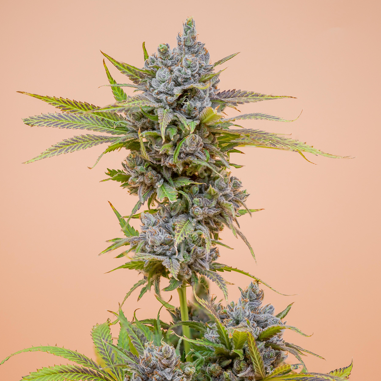 Jungle WIFI Cali Cannabis Steckling von Jungle Boys als bewurzelter Cut