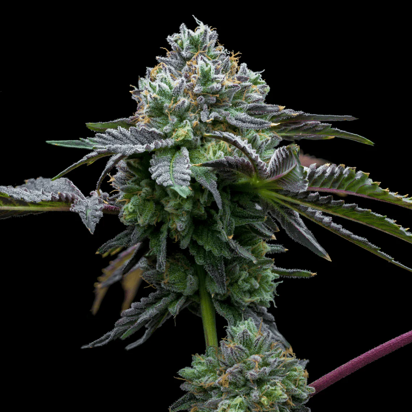 Candy Rain Cali Hanfsteckling von Cookies Fam Genetics als bewurzelter Cut