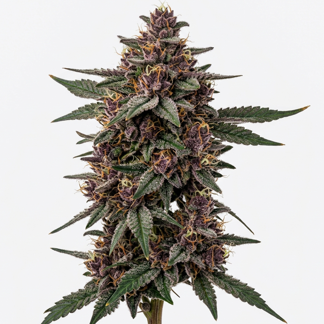 Bewurzelter Candy Rain Cali Hanfsteckling von Cookies Fam Genetics