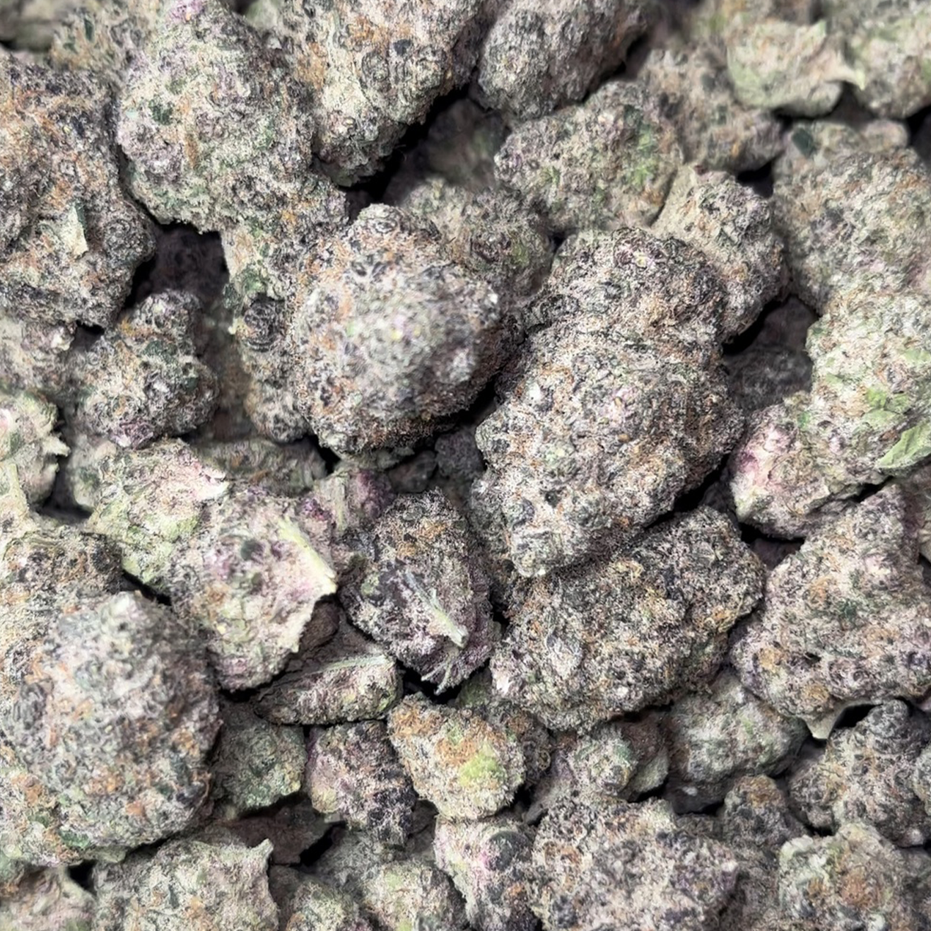 Candy Rain Cali Hanfsteckling von Cookies Fam Genetics