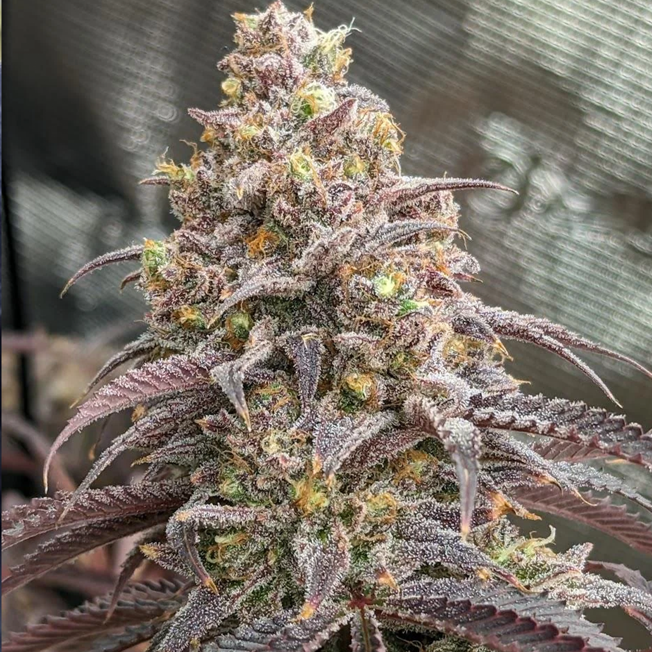 Blueberry Muffin US Breeder Cut von Humboldt Seed Company als bewurzelter Steckling