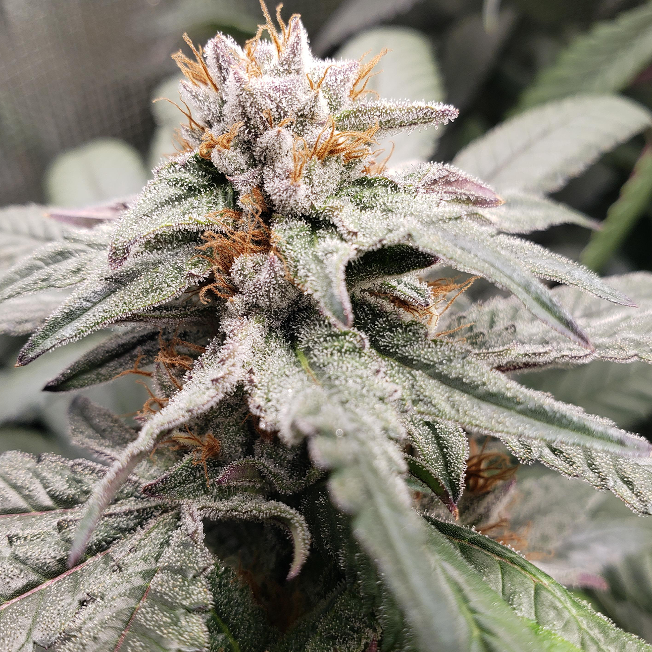 Bewurzelter Blueberry Muffin US Breeder Cut von Humboldt Seed Company