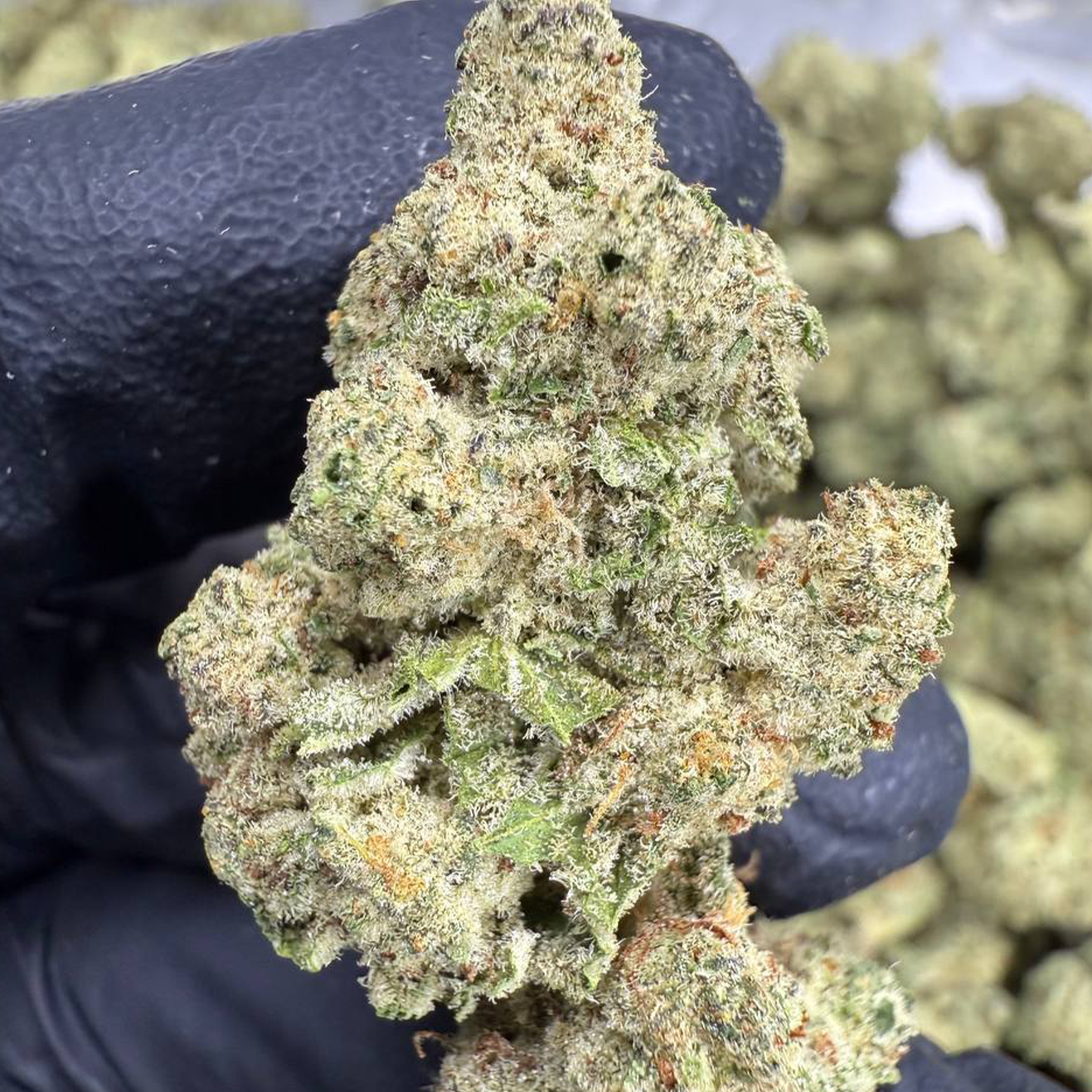 Blueberry Muffin US Breeder Cut von Humboldt Seed Company
