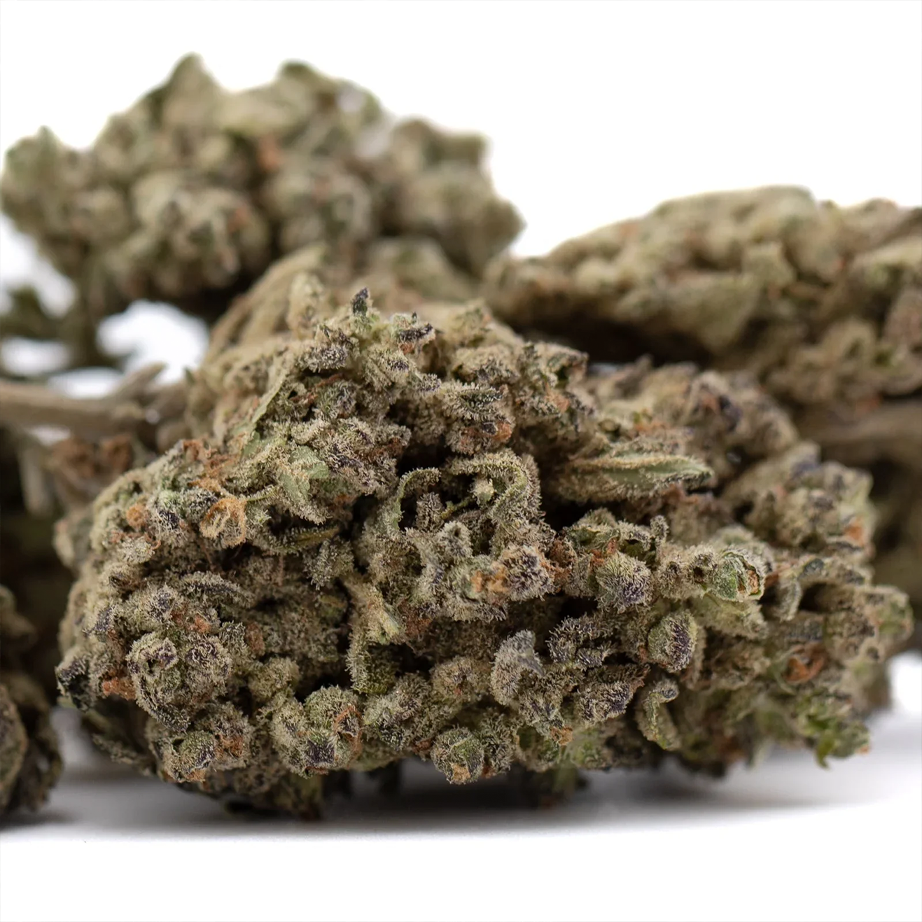 Bewurzelter Break Pad Breath Cali Hanfsteckling von Ripper Seeds