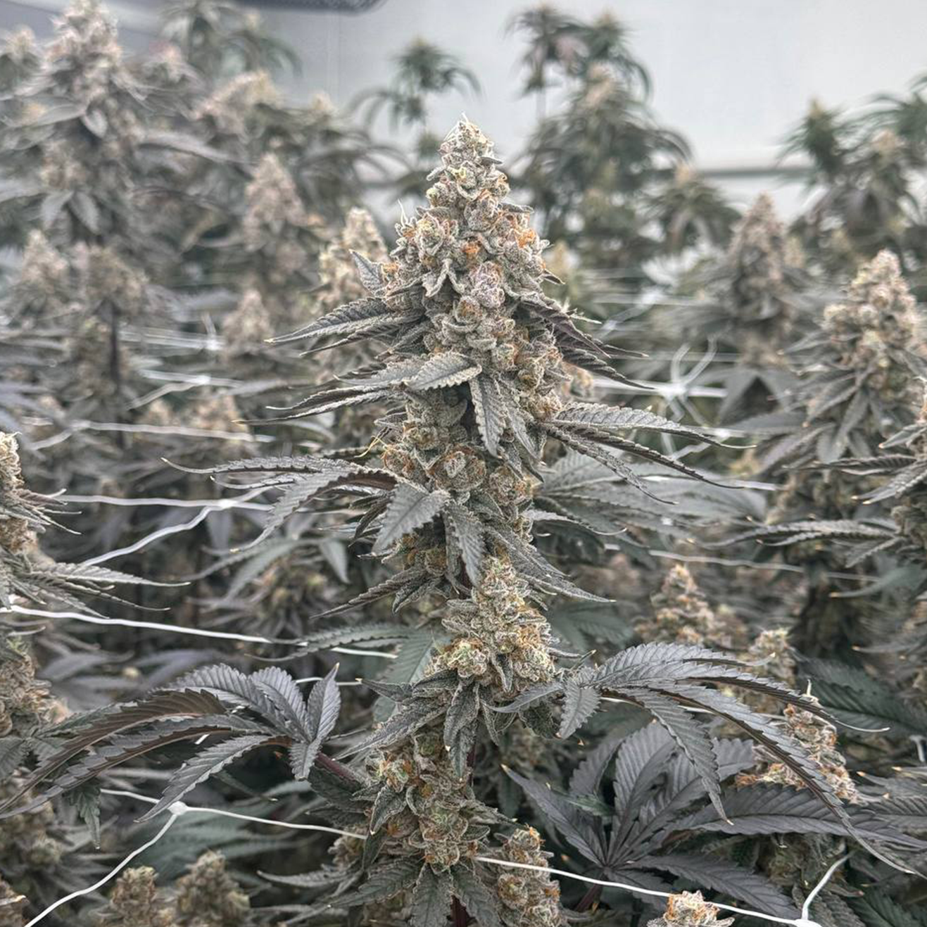 Break Pad Breath Cali Hanfsteckling von Ripper Seeds als bewurzelter Steckling