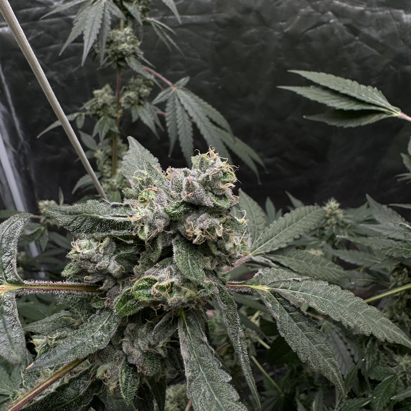 Break Pad Breath Cali Hanfsteckling von Ripper Seeds