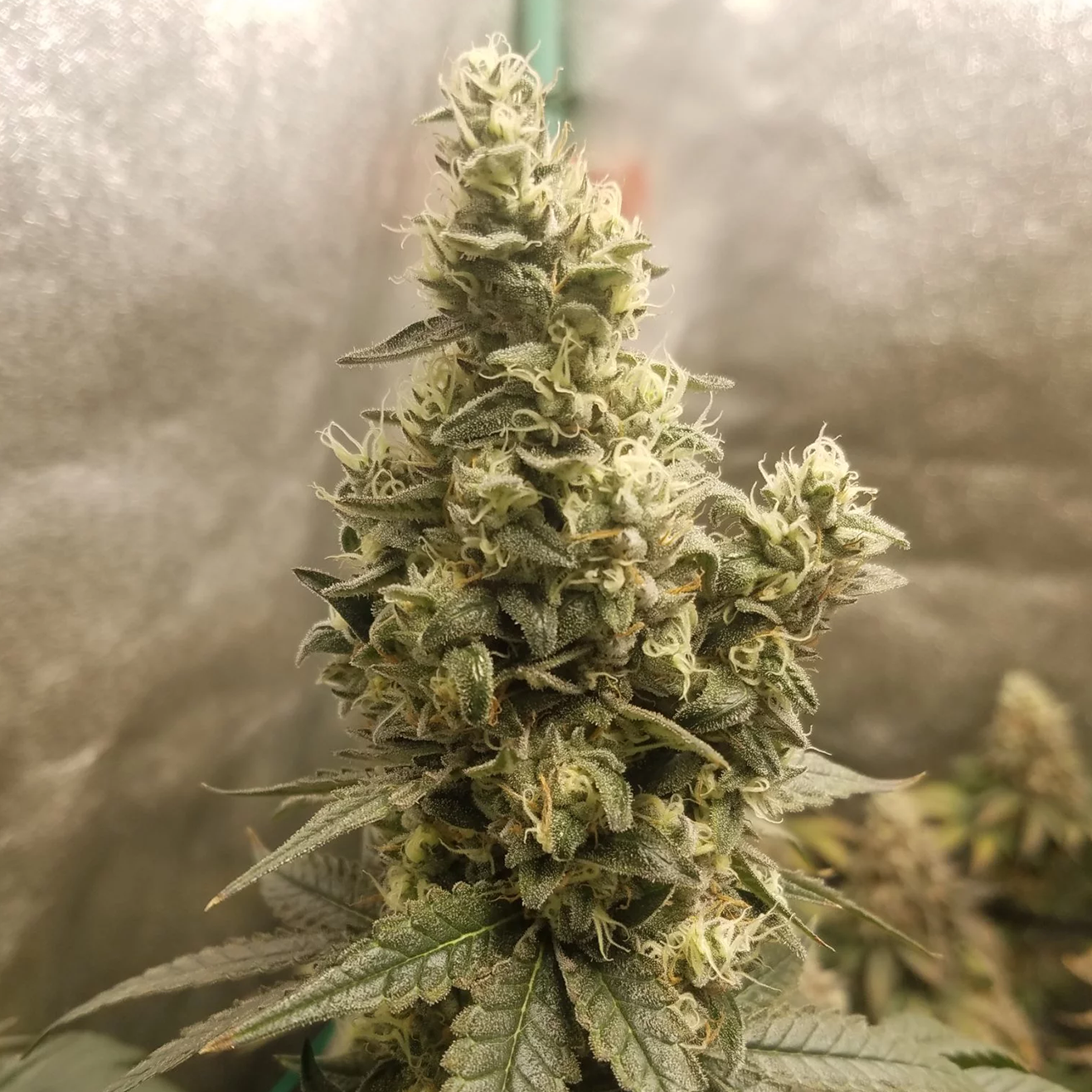 Collie Man Kush Cannabis Steckling von Humboldt Seed Company
