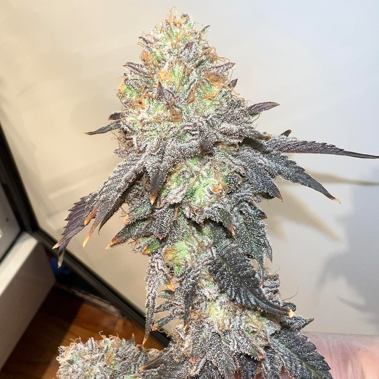 Collie Man Kush Cannabis Steckling von Humboldt Seed Company als bewurzelter Cali Cut