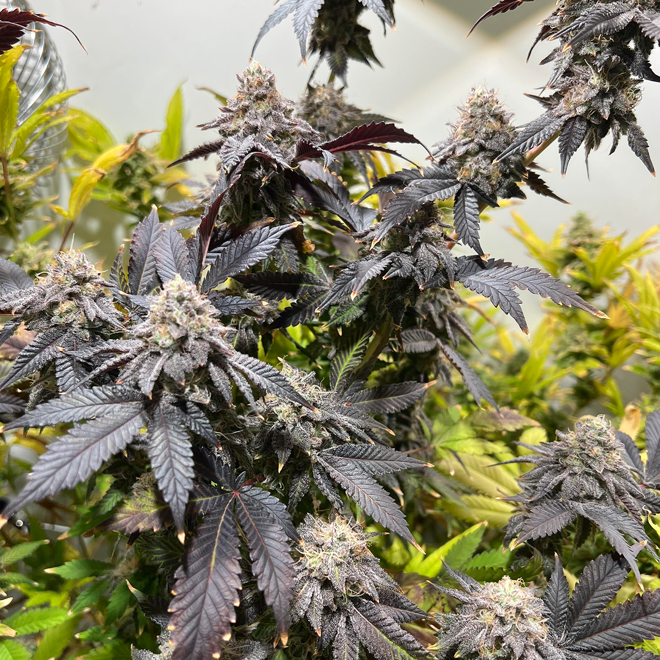 Bewurzelter Collie Man Kush Cannabis Steckling von Humboldt Seed Company