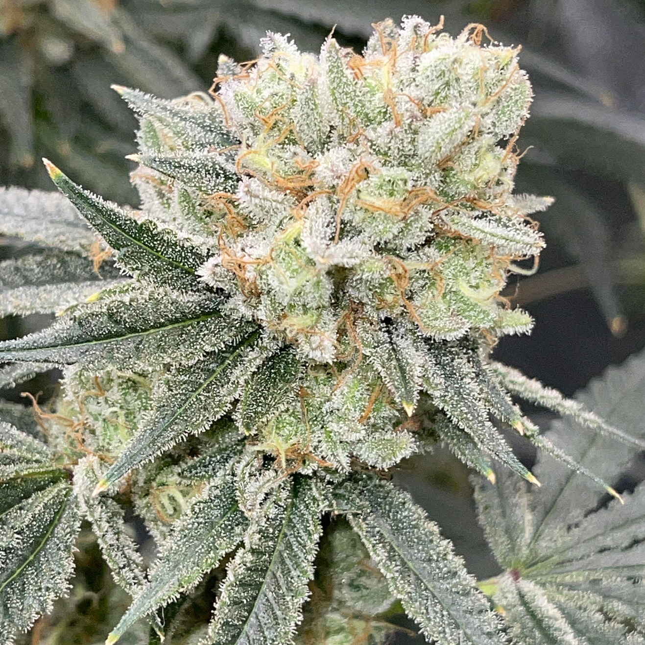 Hella Jelly Cali Steckling von Humboldt Seed Company als bewurzelter Cut