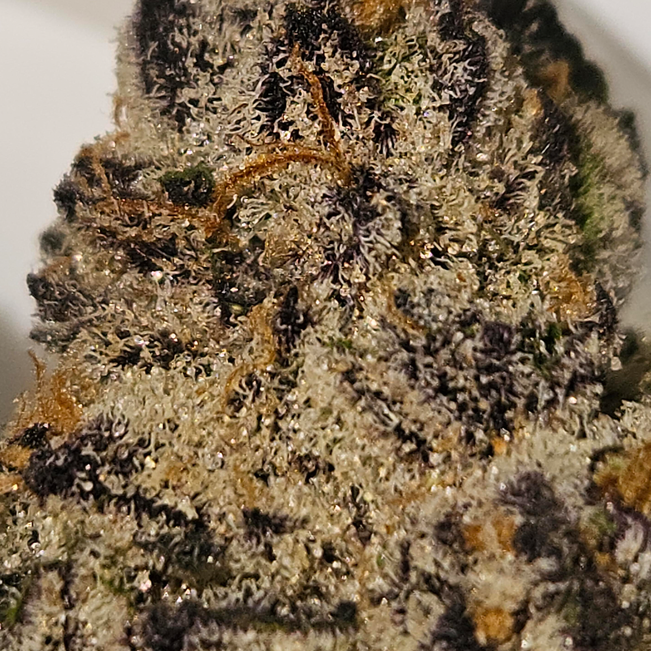 Jokerz Candy US-Kali Hanfsteckling von Compound Genetics