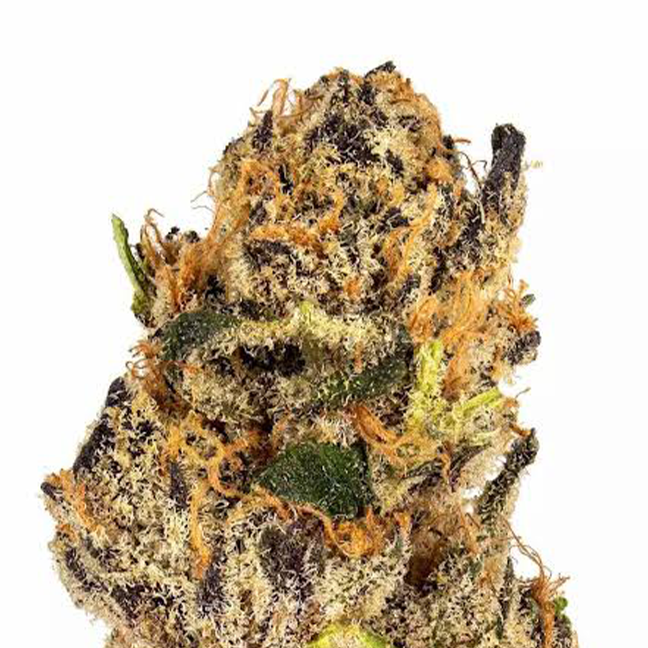 London Pound Cake x Motorbreath Kali Steckling von Ripper Seeds