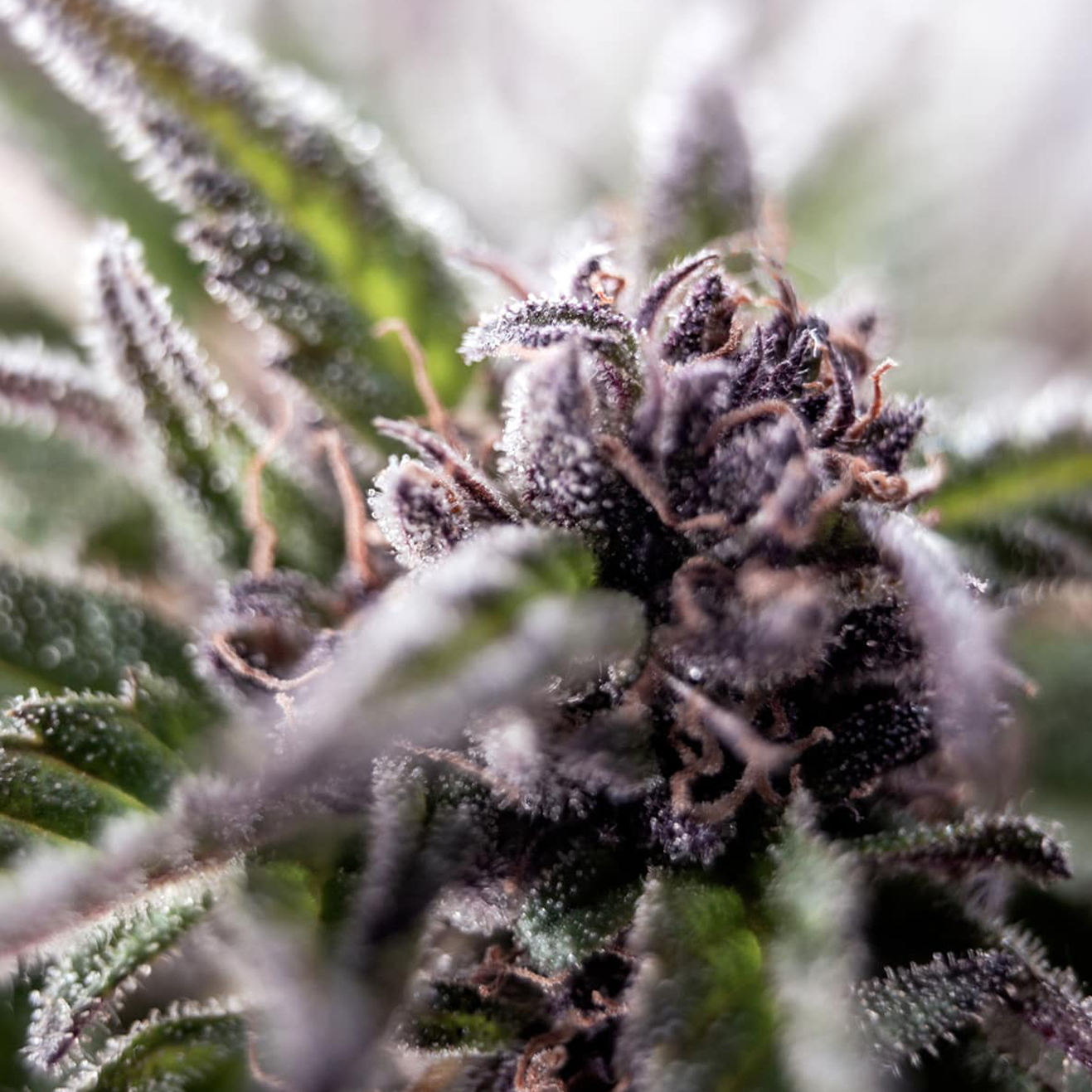 Bewurzelter London Pound Cake x Motorbreath Kali Steckling von Ripper Seeds