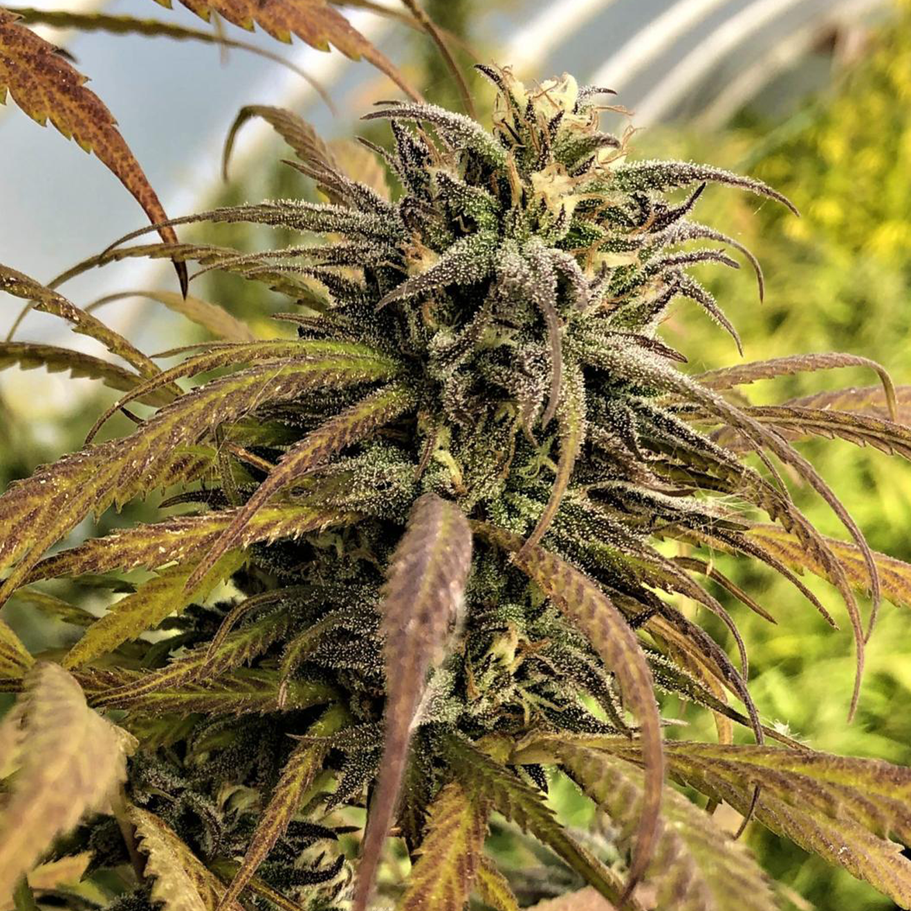 London Pound Cake x Motorbreath Kali Steckling von Ripper Seeds als bewurzelter Cut