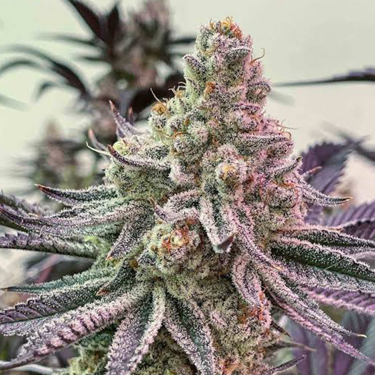 Dante’s Inferno Cali Hanfsteckling – Mile High Dave Cut