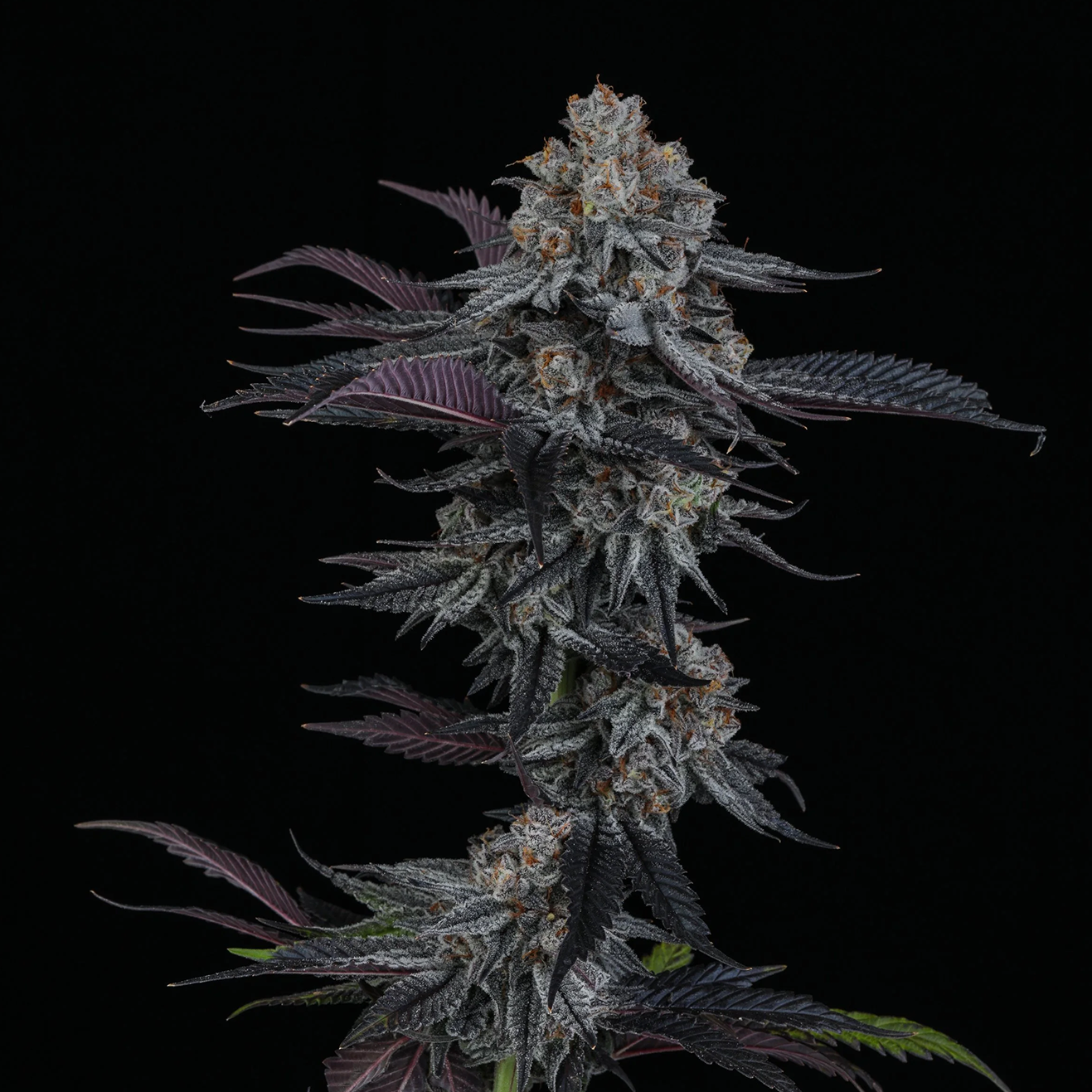 Dante’s Inferno Cali Hanfsteckling – Mile High Dave Cut als bewurzelter Steckling
