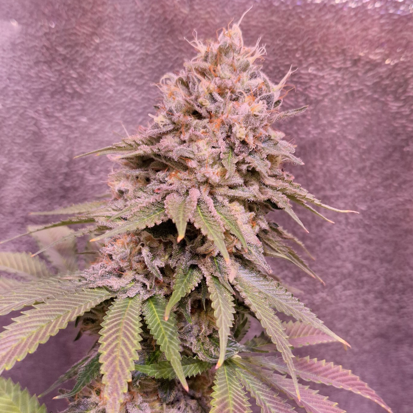 London Mint Cake US Cali Steckling von T.H.Seeds als bewurzelter Cut
