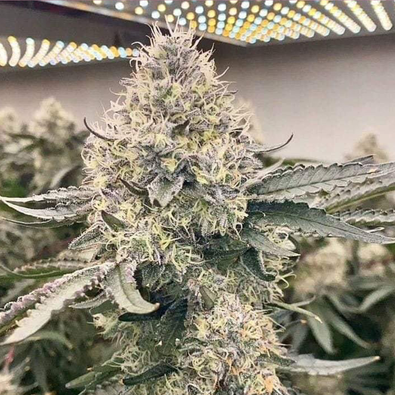 Bewurzelter London Mint Cake US Cali Steckling von T.H.Seeds