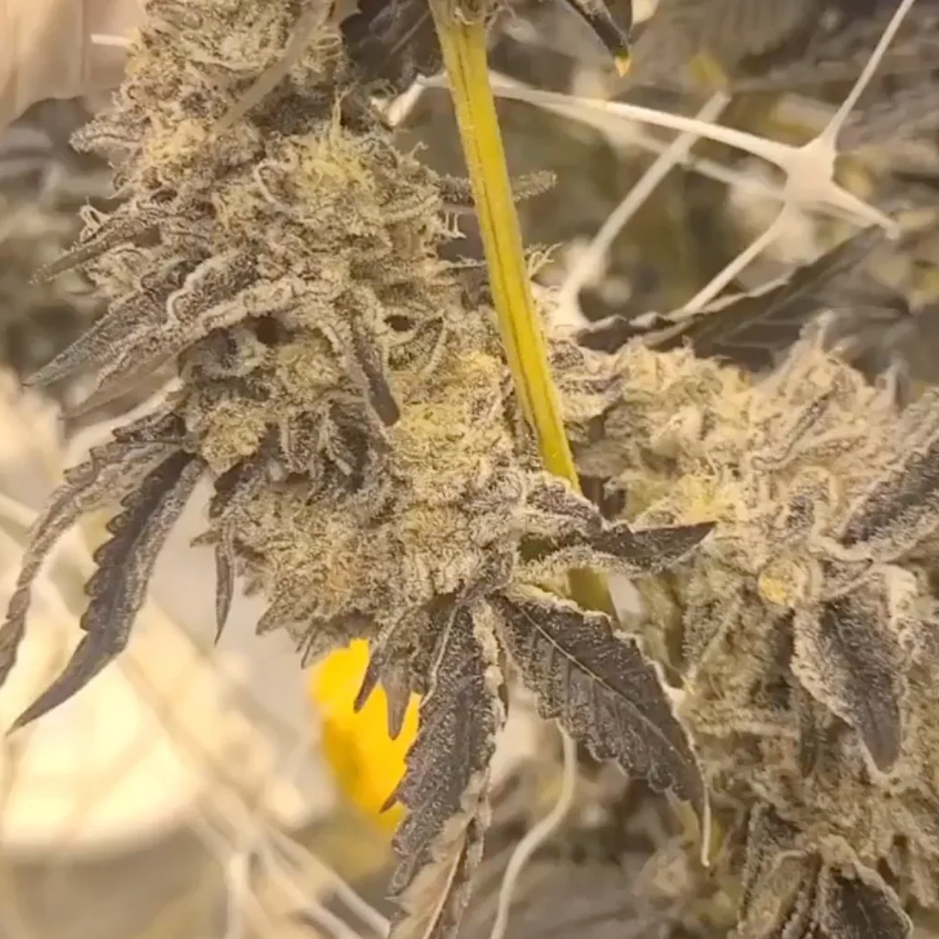 Bewurzelter BanOreoz #3 US Breeder Cut von Honey Sticks Genetics