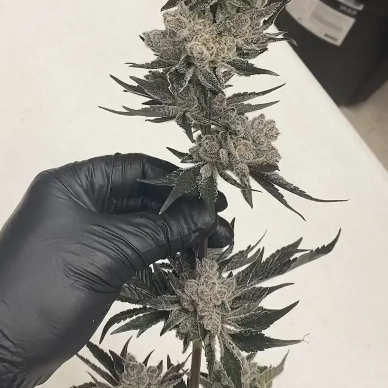 BanOreoz #3 US Breeder Cut von Honey Sticks Genetics als bewurzelter Steckling
