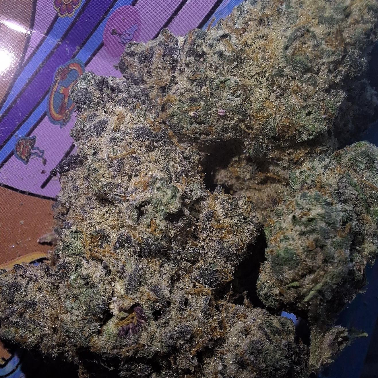 BanOreoz #3 US Breeder Cut von Honey Sticks Genetics