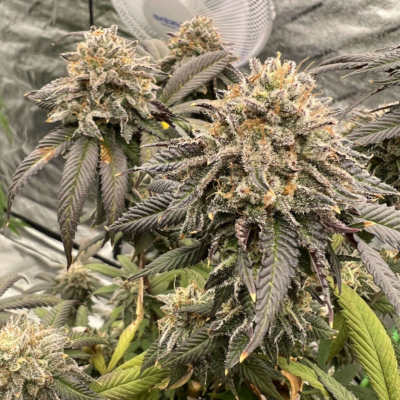 Bewurzelter Emergen-C US Cali Steckling als Seed Junky Berner Cut