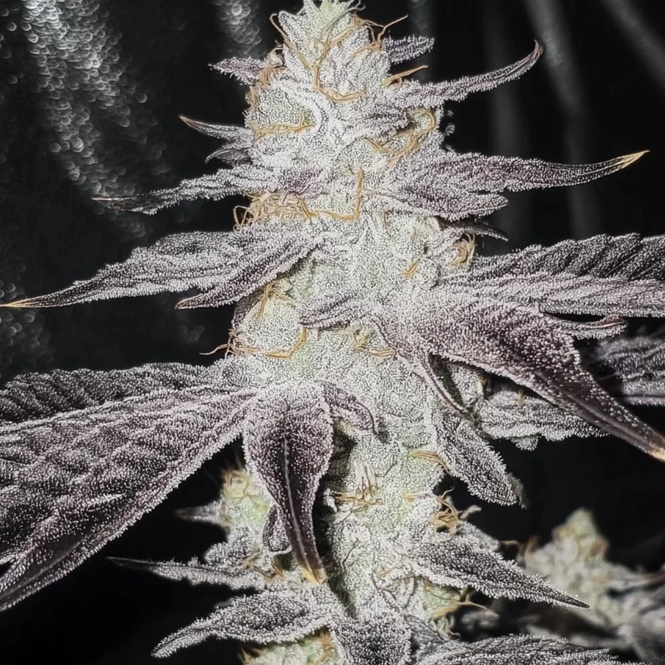 Emergen-C US Cali Steckling – Seed Junky Berner Cut als bewurzelter Steckling