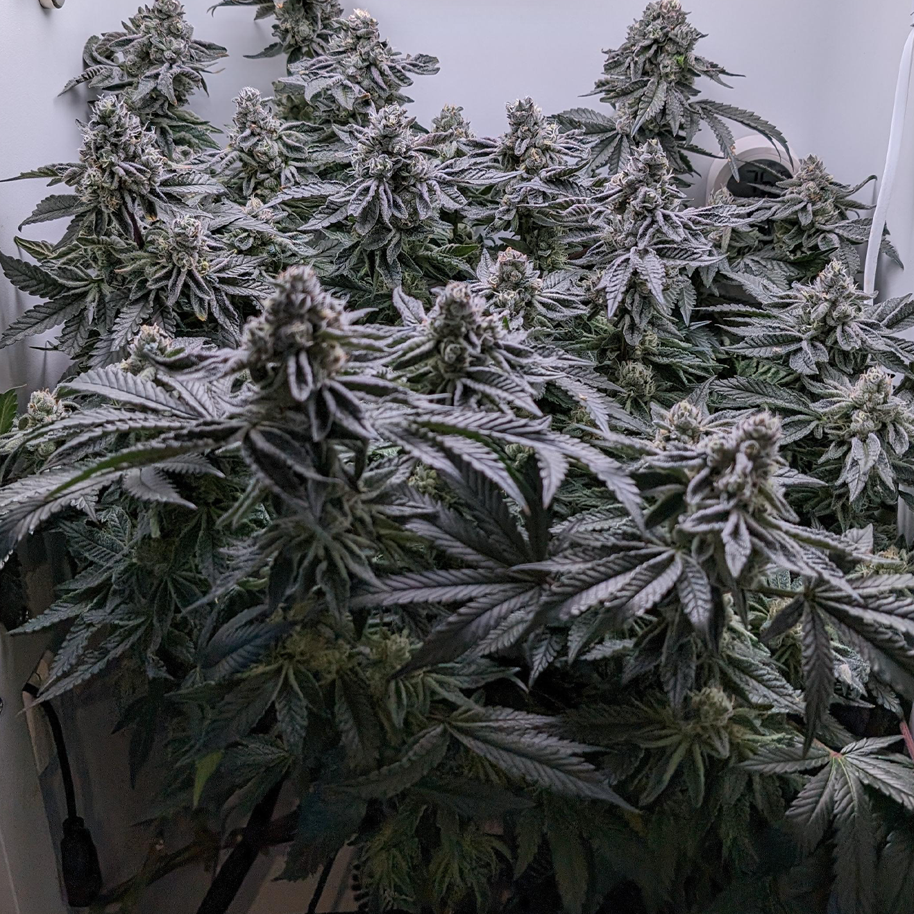 Apple Fritter Cannabis Steckling – Original Lumpy’s Cut als bewurzelter Steckling