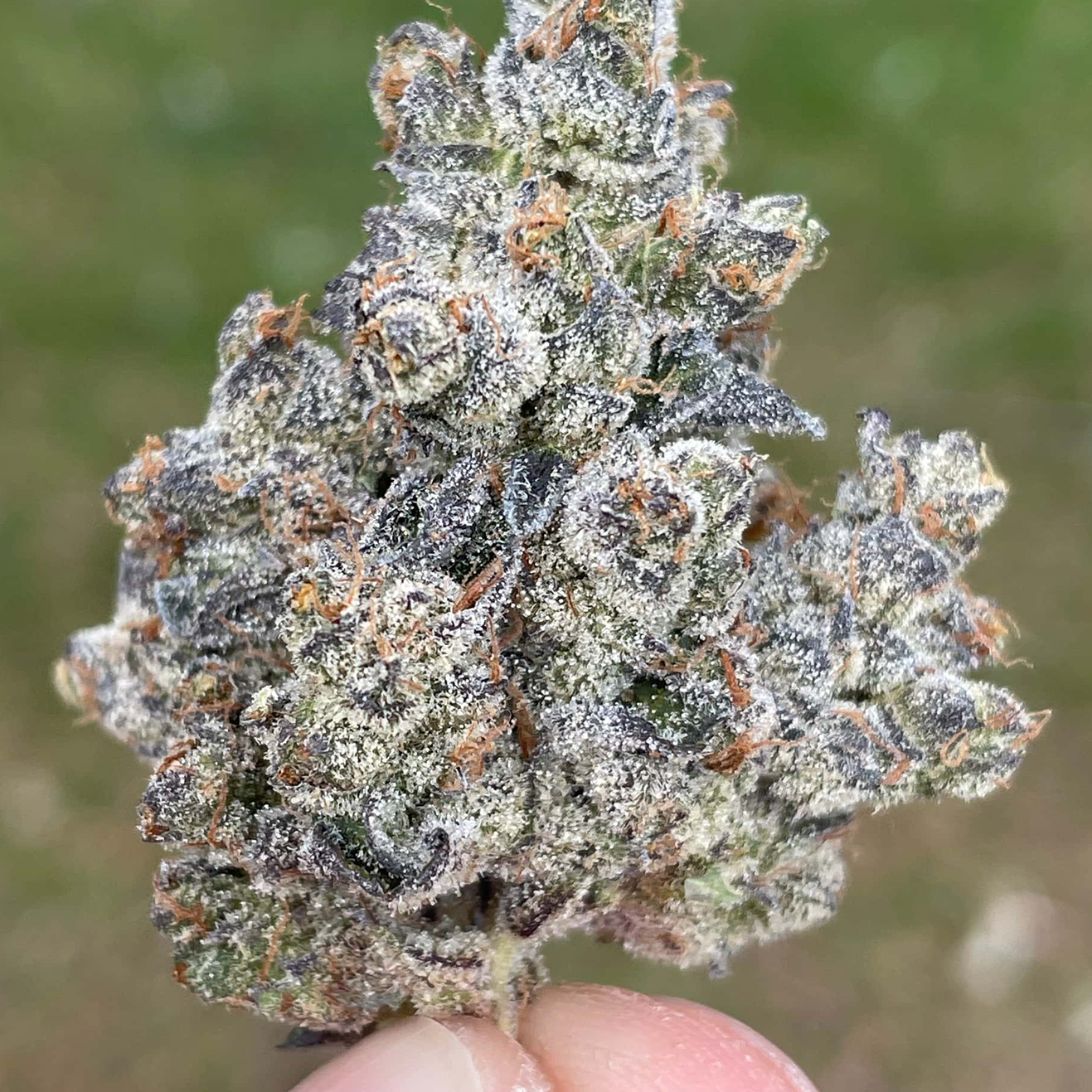 Apple Fritter Cannabis Steckling – Original Lumpy’s Cut