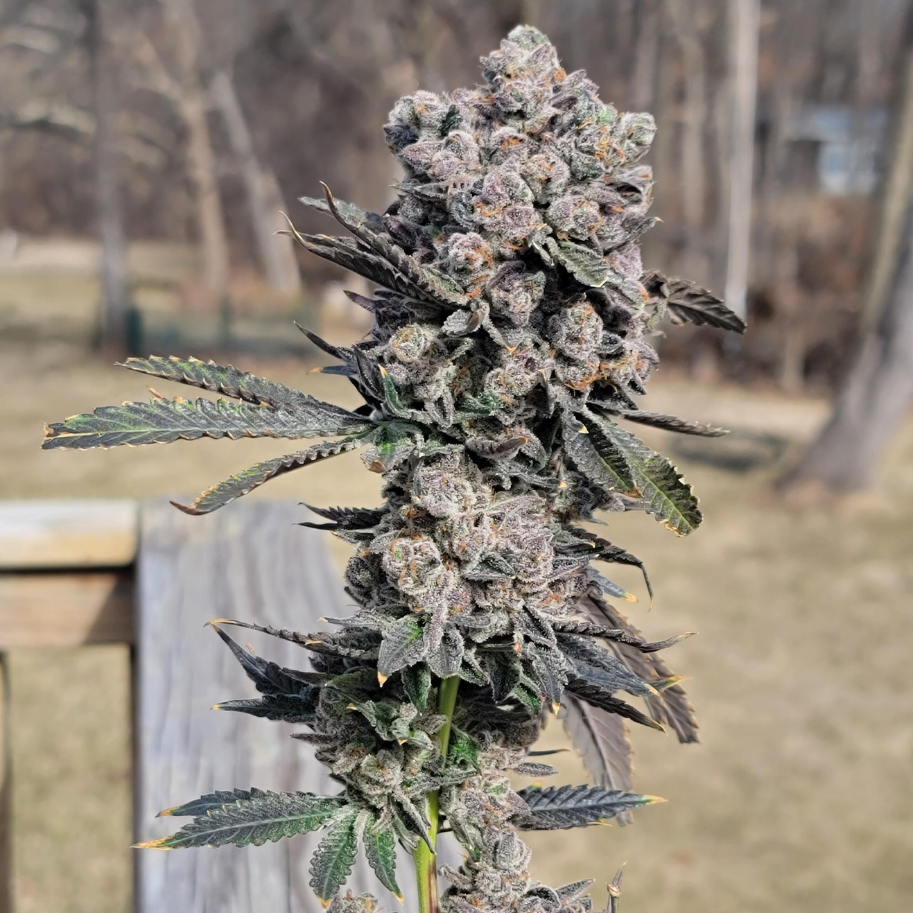 Apple Fritter Cannabis Steckling als Original Lumpy’s Cut